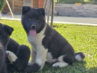Safkan Amerikan Akita
