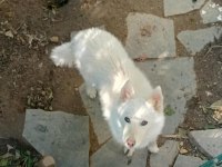 Safkan Süt Beyaz Sibirya Kahve Renkli Göz