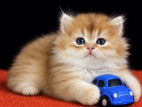 British Longhair Golden Erkek