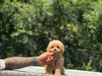 Dişi ve erkek poodle mevcuttur hepsi de safkan