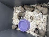 2 aylık pug yavrular