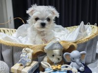 Teacup Kore Maltese