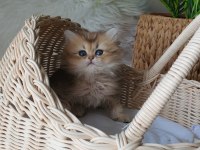 British Longhair dişi