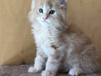 SAF KAN, LO ŞECERELİ DEV BOY KEDİLER 6 YILLIK TECRÜBE