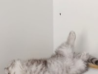 Güzeller güzeli scottish fold kızımız kendine yuva arıyor