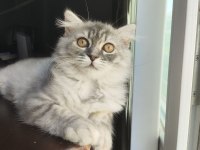 Dünyalar güzeli 3 aylık scottish fold longhair