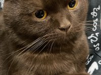 KARA SCOTTİSH FOLD KEDİMİZE DİŞİ EŞ ARIYORUZ