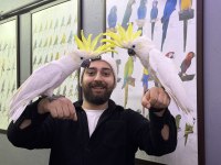 Sülfür Kakadu Papağanımız Eğitimli Konuşan