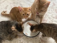 Ev kedisi sütten yeni kesildi yavrularımız