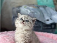 KOCA KAFA BRİTİSH YAVRULARIMIZ AA KALITE SAFKANDIR
