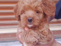 50 günlük erkek dişi maltipoo