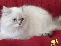 Maine coon iki yaşında