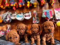 Şecereli mükemmel toy poodle yavrularımız