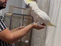 Böylesi yok kakadu papağanı