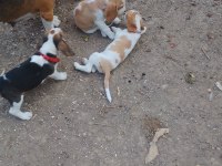 Uygun ırk ve sağlık garantili Beagle yavrular
