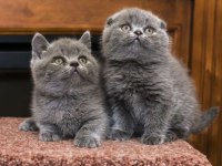 BRITISH SHORTHAİR & SCOTTISH FOLD YAVRULARIM 