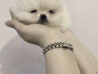 Pomeranian Boo Sağlıklı Ve Bakımlı