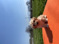 maltipoo bebekler