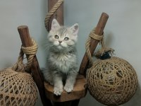 ÜST KALİTE MAVİ GÖZLÜ BRİTİSH LONGHAİR
