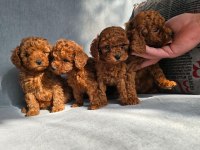 Toy Poodle Bebekler