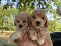 Maltipoo Miniklerim