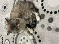 Ankara exotic shorthair