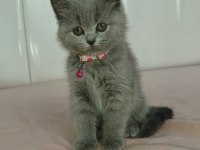 British shorthair 2 buçuk aylık dişi yavru nadir renk