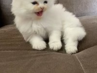 EN GÜZELİ KEDİM OLSUN DİYORSANIZ İLETİŞİME GEÇİN