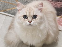 1 Yaşında Dişi Güzeller Güzeli Kedimiz