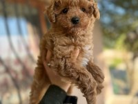 Orjinal Toy Poodle Yavrular
