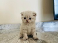 Scottish fold silver