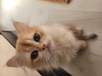 British golden longhair