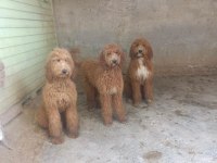 Dev Poodle Yavrular Irk Sağlık Garantili