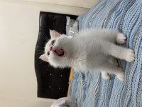 ACİL 8 aylık erkek british shorthair