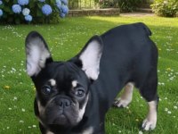 AŞILI EĞİTİMLİ HER RENK VE FLUFFY TAŞIYAN FRENCH OĞLUMUZ