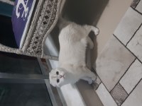 Scottish fold yavrular