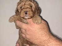 Poodle yavrularımız 3 aylık