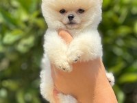 Pomeranian Boo Bebekler