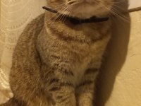 Scottish fold kızımız