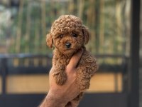 Yavru Köpeğimiz Toy Poodle