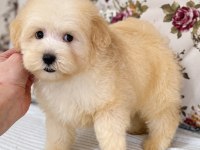 BİBLO MALTİPOO