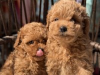 Toy Poodle güzellikler
