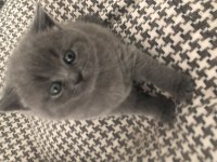 Erkek Gri Renk British Shorthair 8 Mart Doğumlu