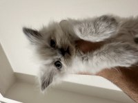 Mavi gözlü british longhair
