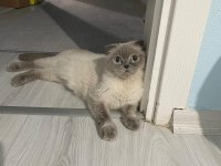 4 Yaşında Scottish Fold Kedimizi Ücretsiz Sahiplendirme