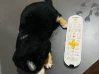 Minyatür pinscher