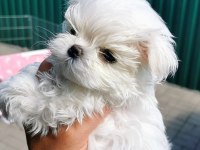 Korean morkie puppies (cheap) 1bucuk kg