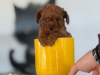 2 Aylık Irk Ve Sağlık Garantili Poodle Köpekler
