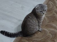3 yaşında scottish fold