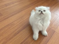 Scottish Fold blue point longhair